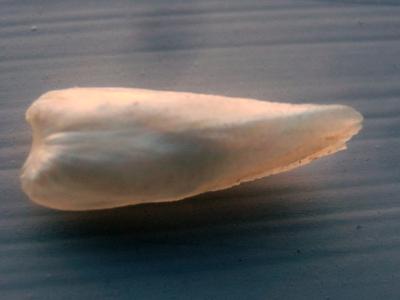 Natural Pearl Natural Pearl