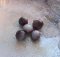 blue mussel pearl blue mussel pearl