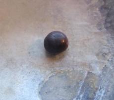 blue mussel pearl blue mussel pearl