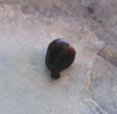 blue mussel pearl blue mussel pearl