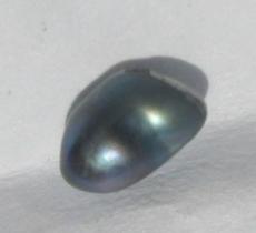 abalone pearl abalone pearl