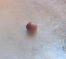 blue mussel pearl blue mussel pearl
