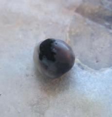blue mussel pearl blue mussel pearl