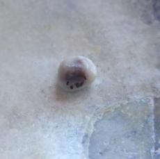 blue mussel pearl blue mussel pearl