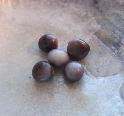 blue mussel pearl blue mussel pearl