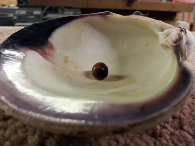Purple Quahog Pearl Purple Quahog Pearl