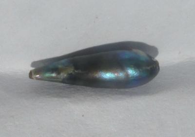 abalone pearl abalone pearl