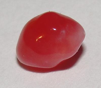 conch pearl conch pearl