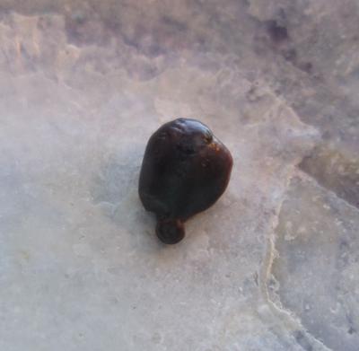 blue mussel pearl blue mussel pearl