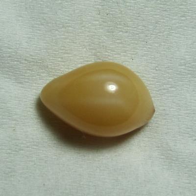 6.6 carat cassis cornuta Pearl 6.6 carat cassis cornuta Pearl