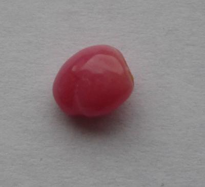 conch pearl conch pearl