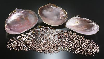 The natural freshwater pearls collected from the Mississippi River system, together with heelsplitter, purple wartyback or purple pimpleback, and bankclimber mussel shells. Photo by Diego Sanchez. The natural freshwater pearls collected from the Mississippi River system, together with heelsplitter, purple wartyback or purple pimpleback, and bankclimber mussel shells. Photo by Diego Sanchez.