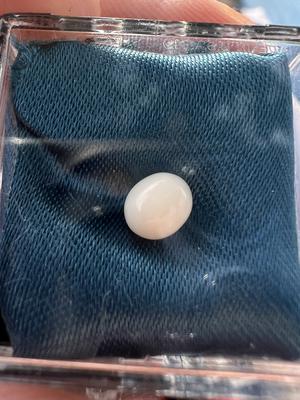 White Quahog Pearl White Quahog Pearl