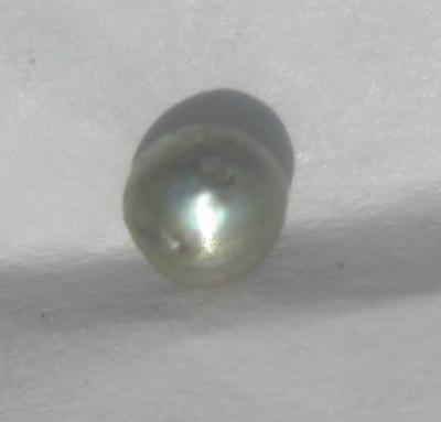 abalone pearl abalone pearl