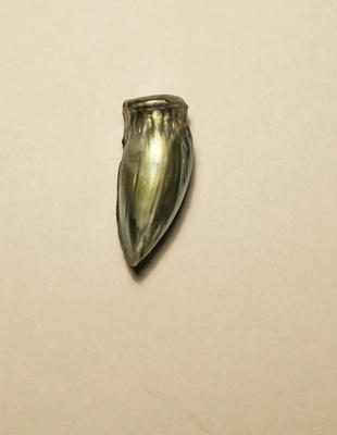 large abalone pearl with great color! large abalone pearl with great color!