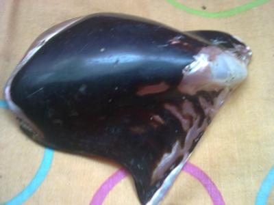Shell of natural blister pearl Shell of natural blister pearl