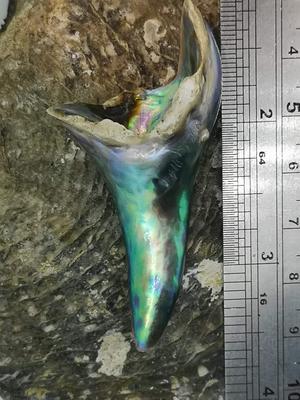 New Zealand Abalone (Paua) Pearl 55+ carats New Zealand Abalone (Paua) Pearl 55+ carats
