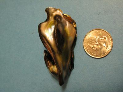 North California Abalone Pearl North California Abalone Pearl