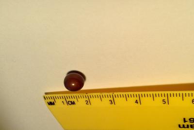Purple Quahog Pearl Purple Quahog Pearl