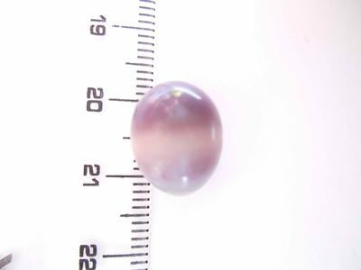 Quahog pearl quahog pearl