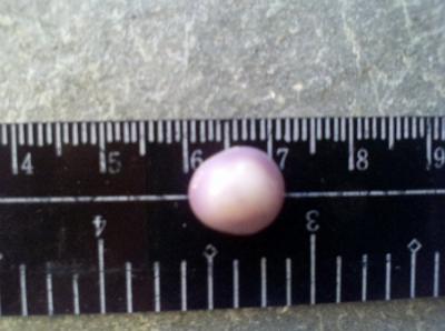 Purple Quahog Pearl Purple Quahog Pearl