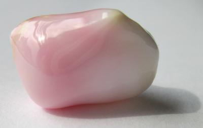 conch pearl conch pearl
