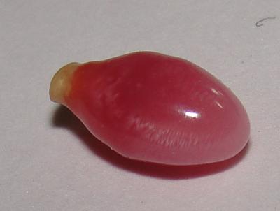 conch pearl conch pearl