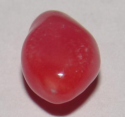 conch pearl conch pearl