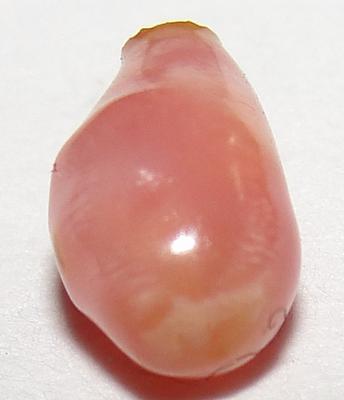 conch pearl conch pearl