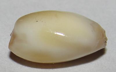 conch pearl conch pearl