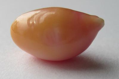 conch pearl conch pearl
