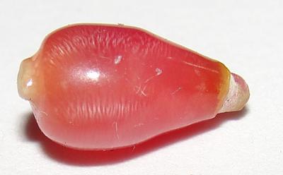 conch pearl conch pearl