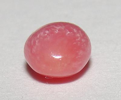 conch pearl conch pearl