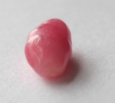 conch pearl conch pearl