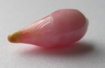conch pearl conch pearl