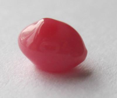conch pearl conch pearl