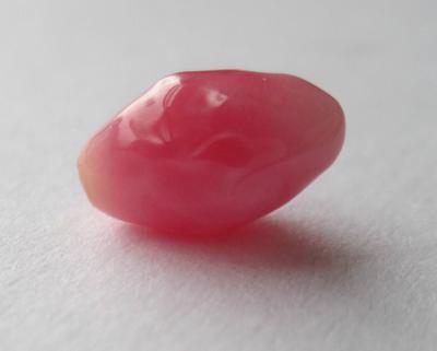 conch pearl conch pearl