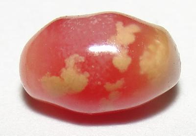 conch pearl conch pearl