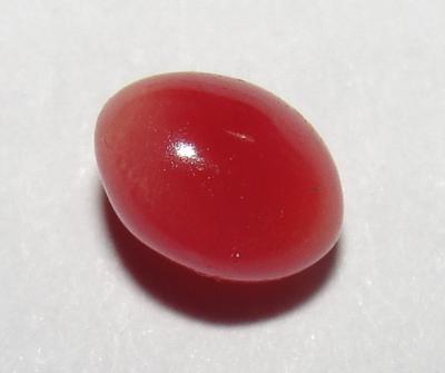 conch pearl conch pearl
