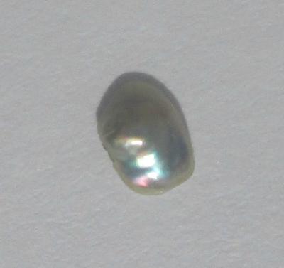 abalone pearl abalone pearl