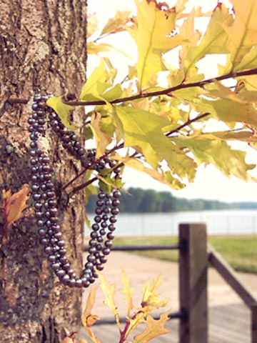 black-pearls-on-maple-by-Mississippi-River black-pearls-on-maple-by-Mississippi-River
