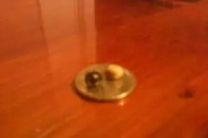 2 Quahog Pearls