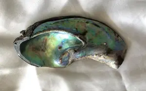 260 carat Abalone - Paua Pearl Iridescent Blue, Purple and Green