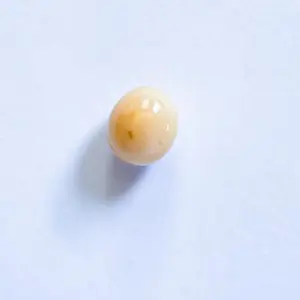 Conch Pearl Oval Beige 1+ carat 6mm