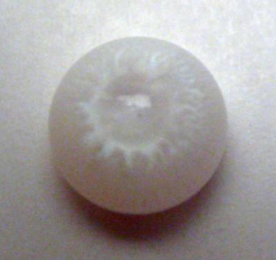 1.6 carat clam pearl