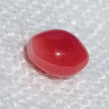 1.00 carat conch pearl