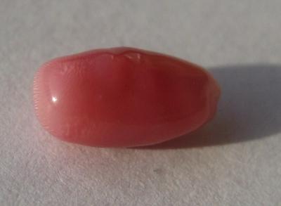 1.4ct conch pearl