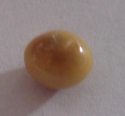 1.6 ct  Brown Conch Pearl