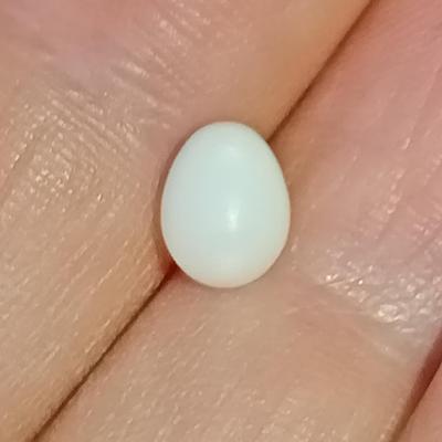 1+ ct Clam Pearl Egg Shape for Sale
