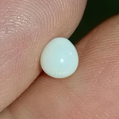 1 ct Clam Pearl for Sale